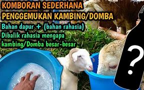 Cara Ternak Kambing Gembel