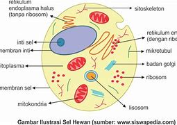 Gambar Sel Hewan Keterangannya